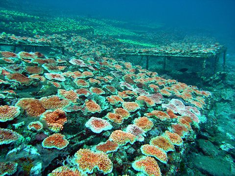 Coral planting
